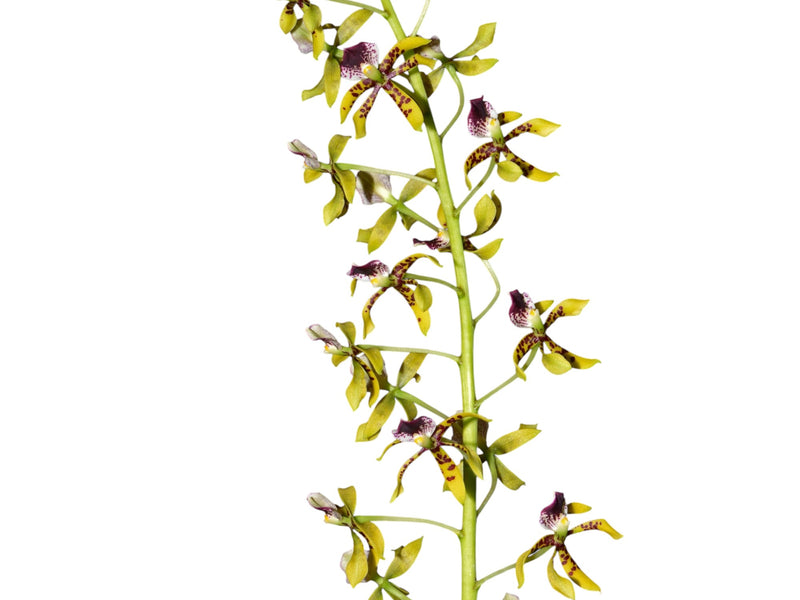 Prosthechea sceptra