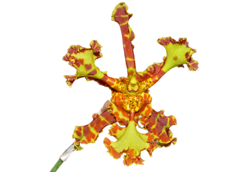 Psychopsis Mariposa 'Peloric'