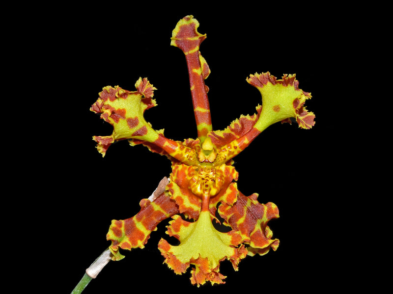 Psychopsis Mariposa 'Peloric'