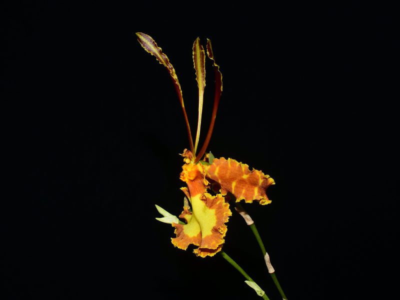 Psychopsis Mariposa