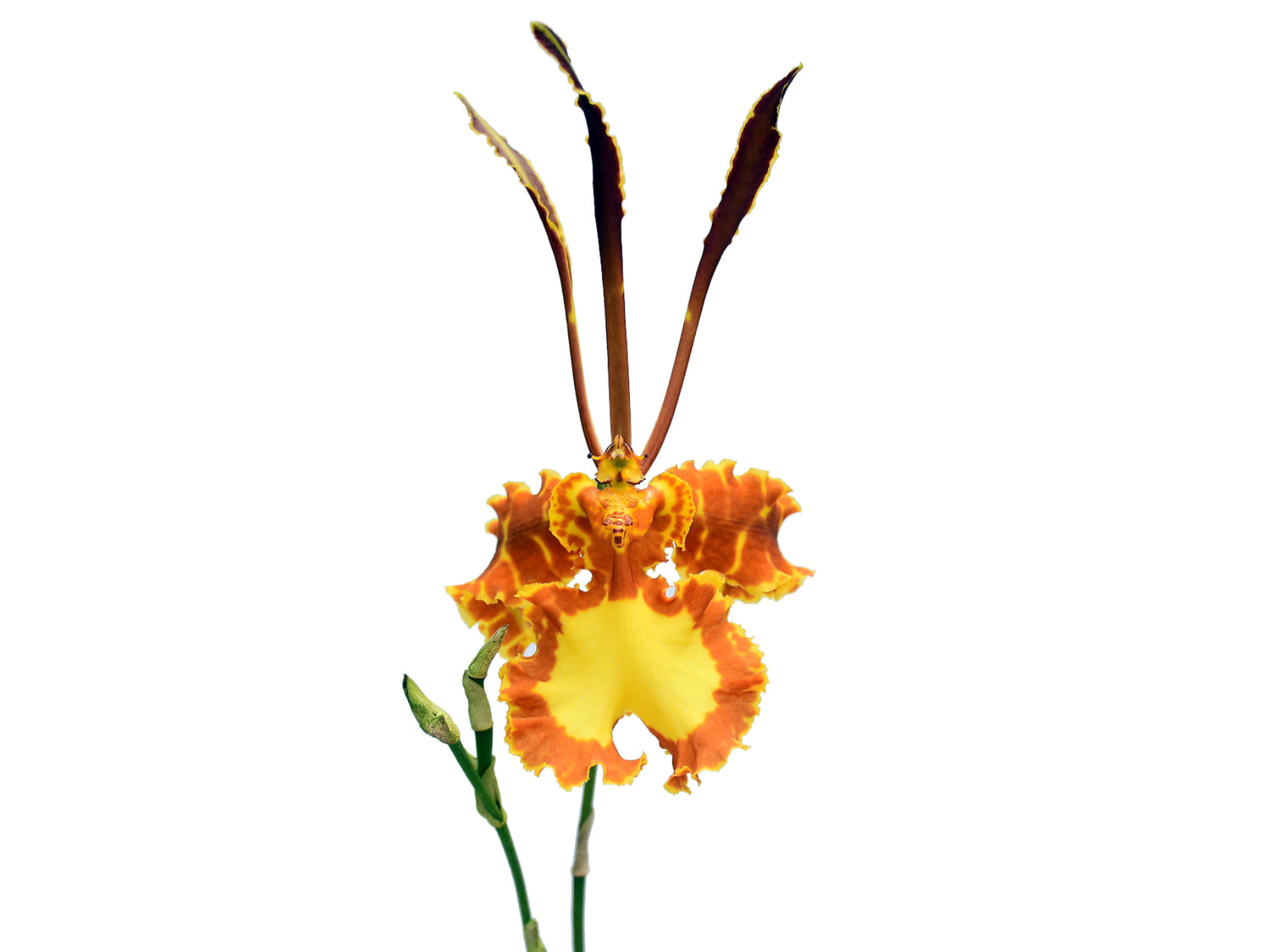 Psychopsis Mariposa
