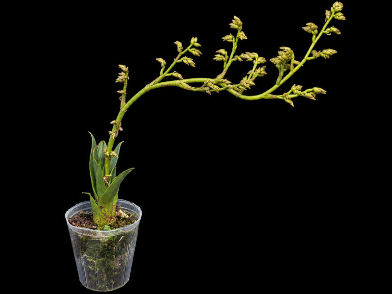Racinaea condorensis cf