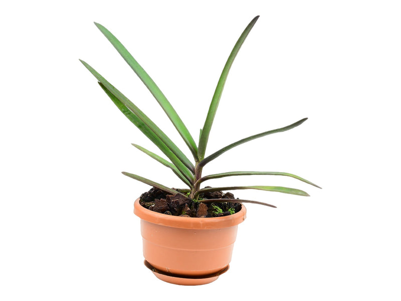 Renanthera monachica (10 cm Ampeltopf)