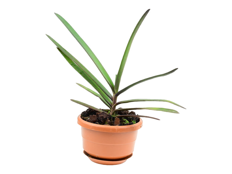 Renanthera monachica (10 cm Ampeltopf)