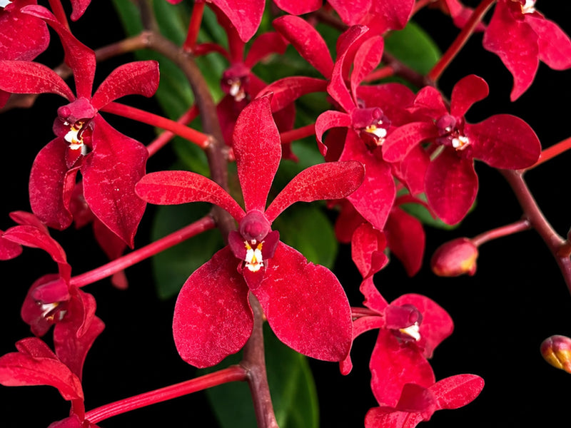 Renanthera Gerald Tan