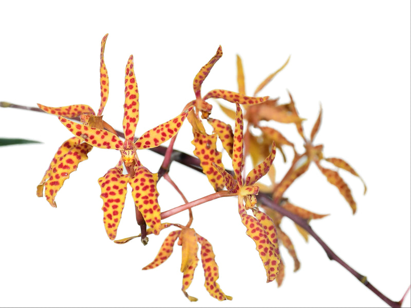 Renanthera monachica (5 cm Topf)