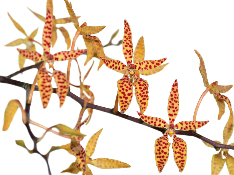 Renanthera monachica (5 cm Topf)