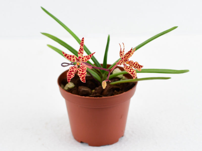 Renanthera monachica (Topf 9cm)