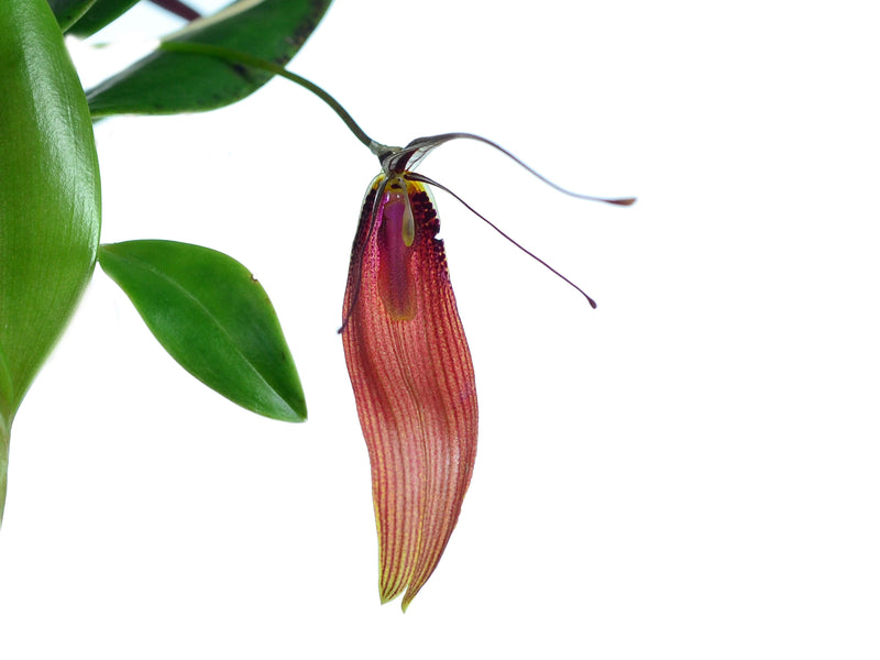 Restrepia antennifera 'Ecuagenera'