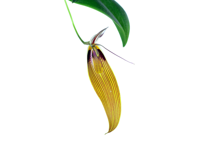 Restrepia antennifera var. Lynniana
