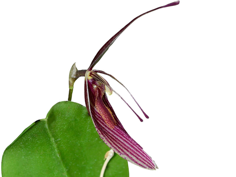 Restrepia aristulifera