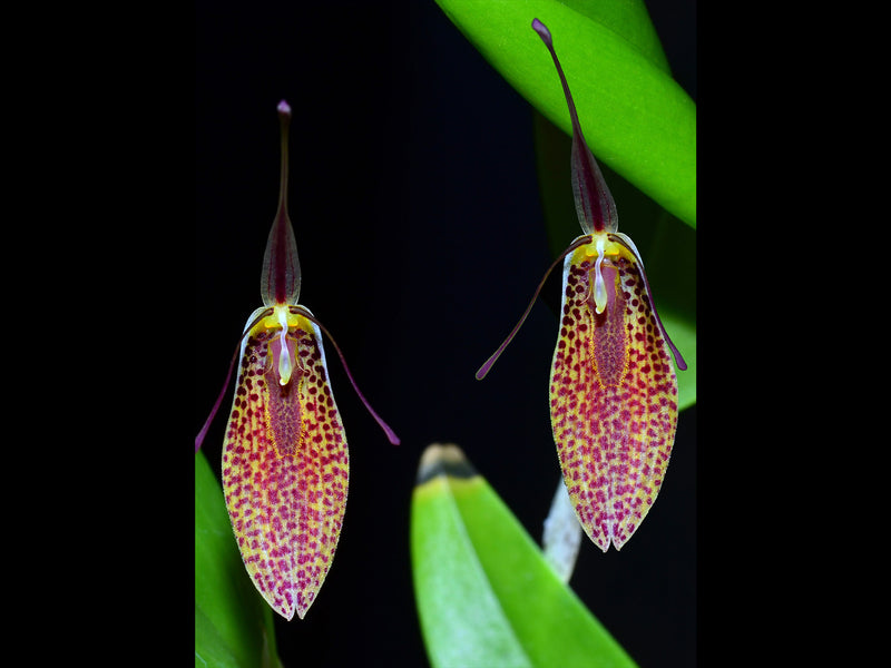 Restrepia aristulifera 'Ecuagenera' 003015