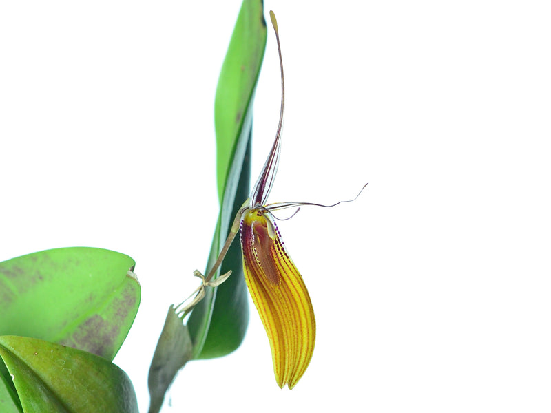 Restrepia brachypus