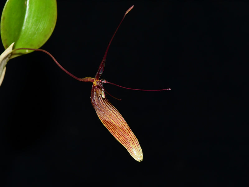 Restrepia brachypus #4