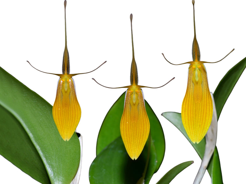 Restrepia brachypus 'Yellow'