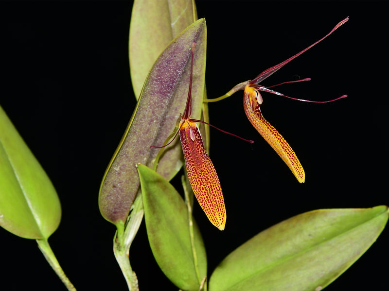 Restrepia citrina #2
