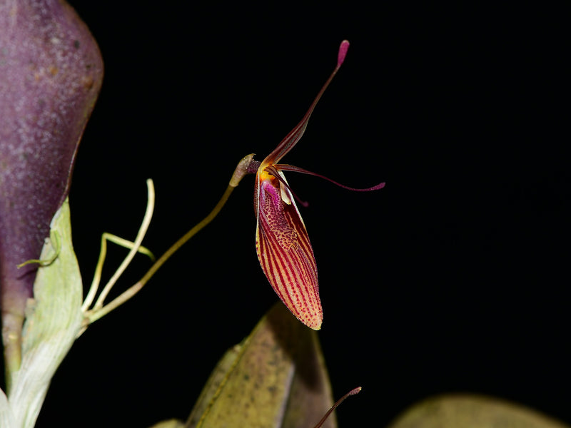 Restrepia elegans