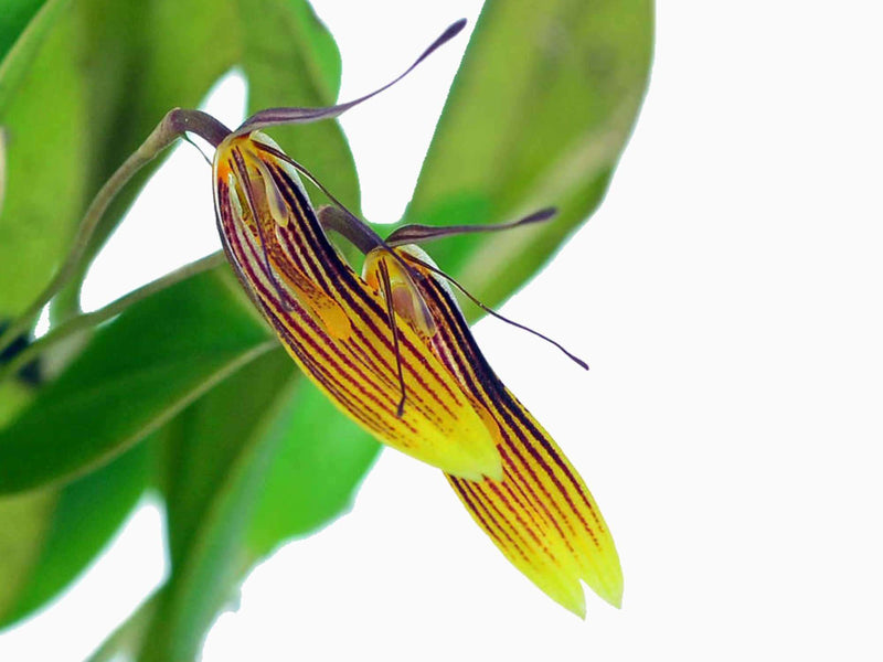 Restrepia trichoglossa