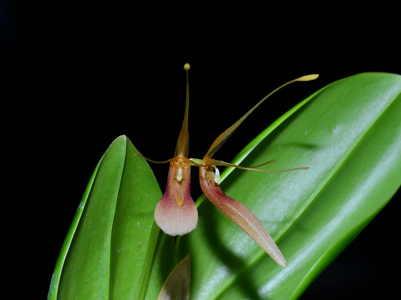 Restrepia trichoglossa '#1'
