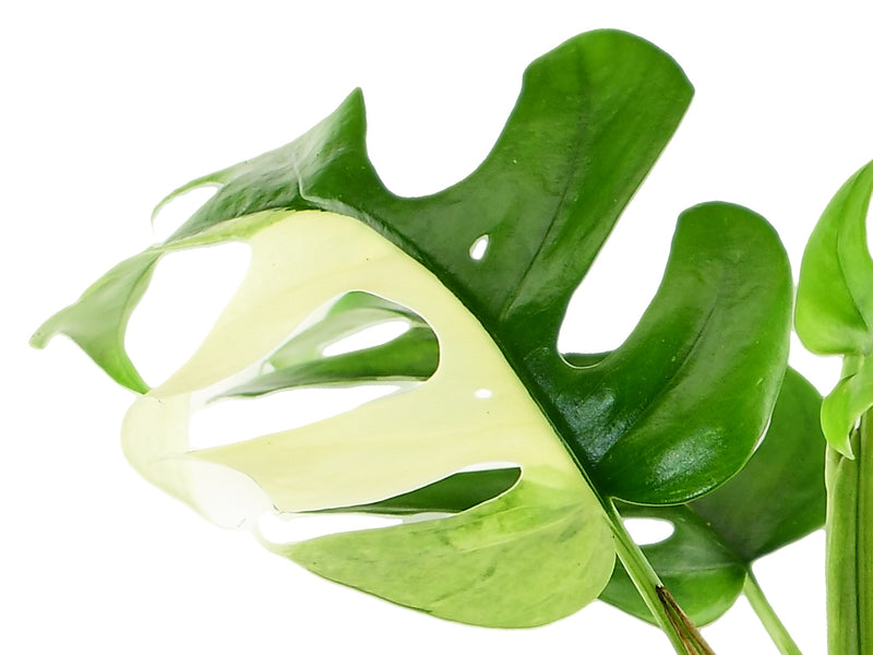 Rhaphidophora tetrasperma