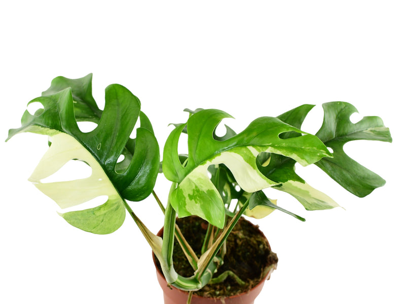 Rhaphidophora tetrasperma