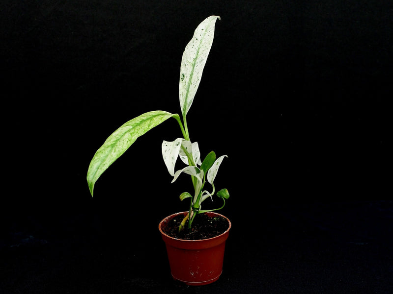 Rhaphidophora puberula 'Variegata'