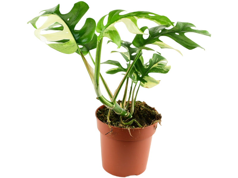 Rhaphidophora tetrasperma