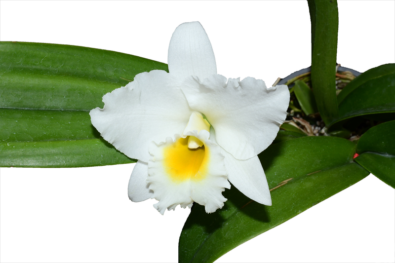 Rhyncalaelia Penny Ann alba