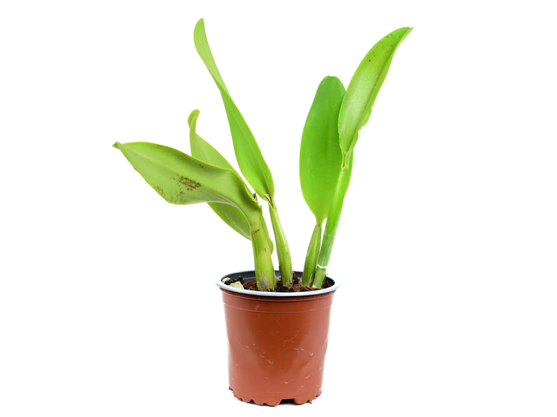 Rhyncattleanthe Hsinying Fancy Gold 'Oct. Firework'