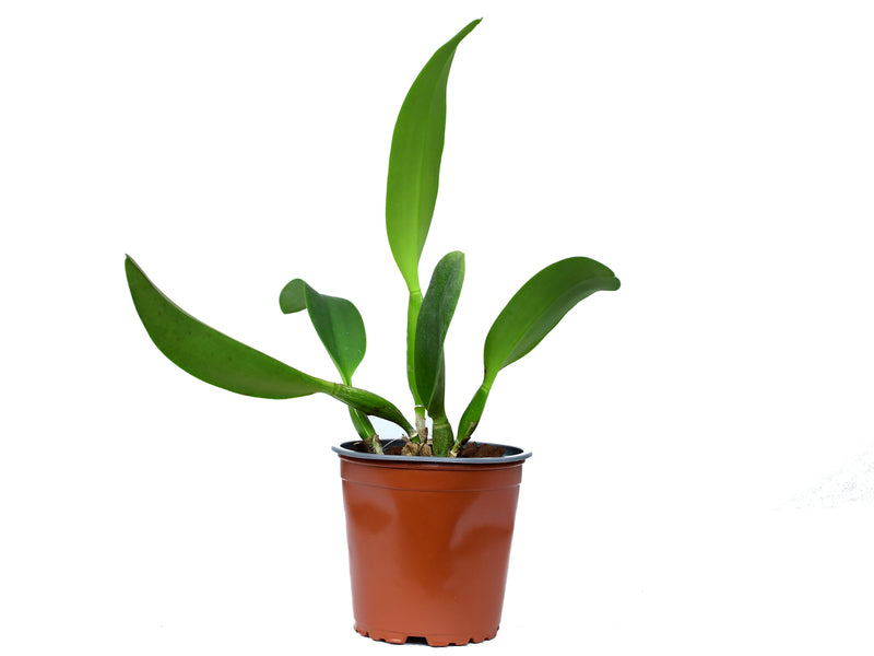 Rhyncattleanthe Uzhupud Princess