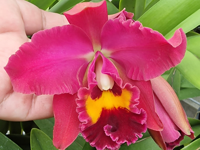 Rhyncattleanthe Bloody Mary