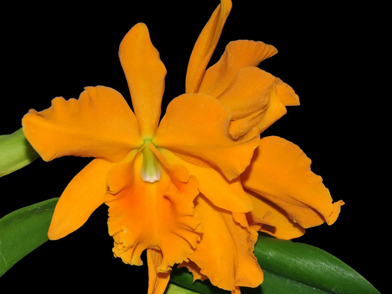 Rhyncattleanthe Haw Yuan Gold YK #2