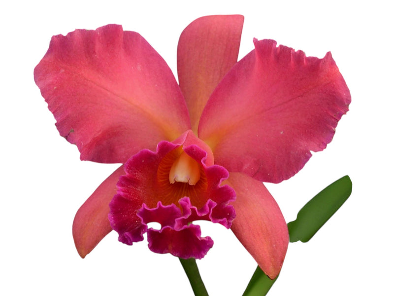 Rhyncattleanthe Pangui Sunset