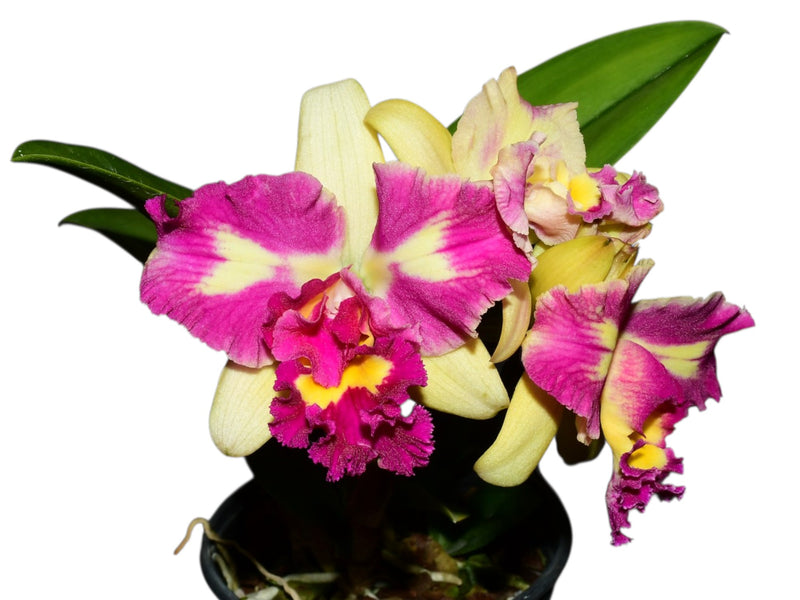 Rhyncattleanthe Rosa Amelia Alvarado