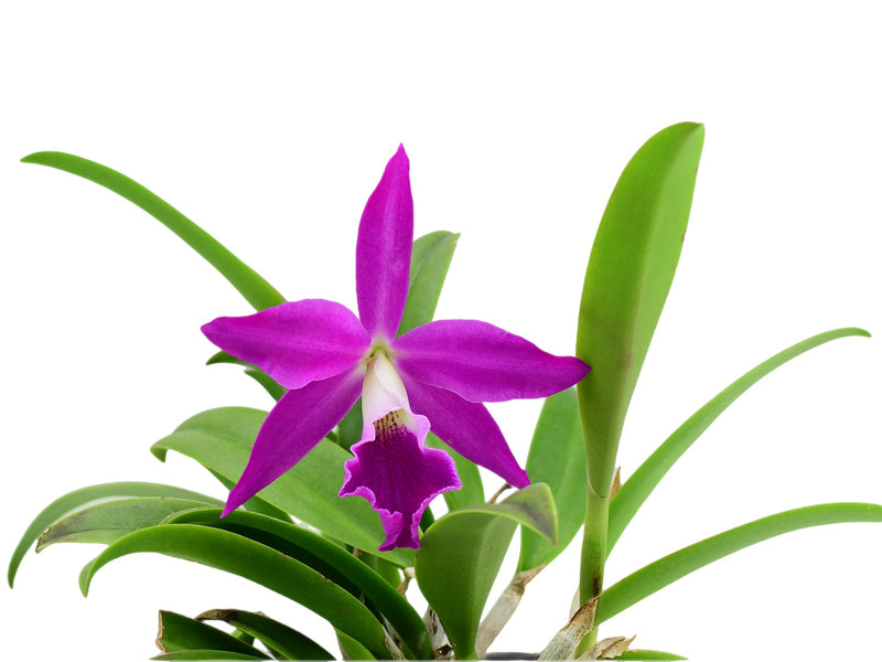 Rhynchobrassoleya Rubi