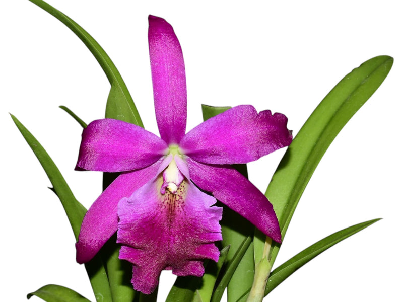 Rhynchobrassoleya Rubi