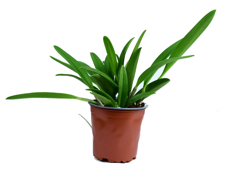 Rhynchobrassoleya Rubi