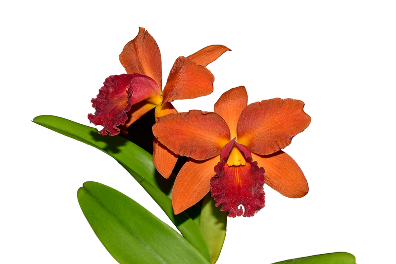 Rhyncattleanthe Olga Eljuri