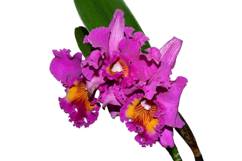 Rhyncattleanthe Uzhupud Princess