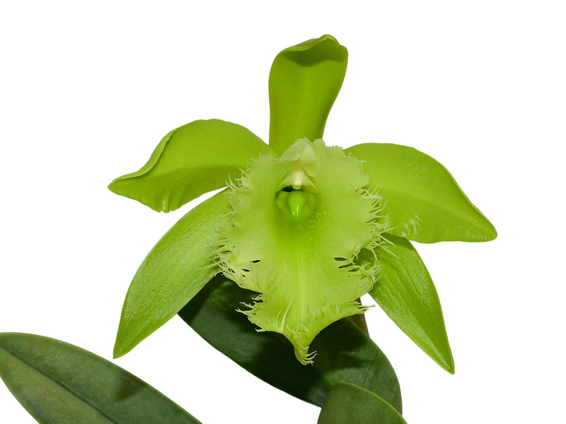 Rhyncholaelia digbyana