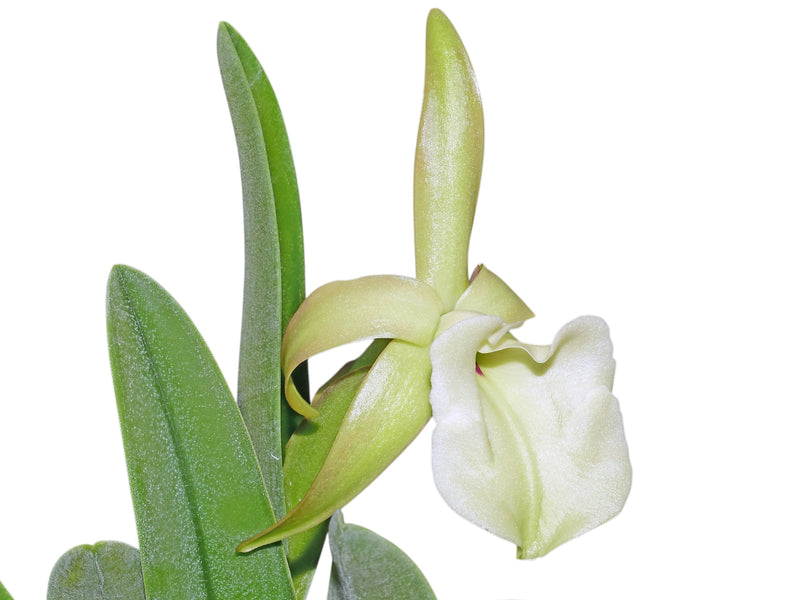 Rhyncholaelia glauca (10 cm Ampeltopf)