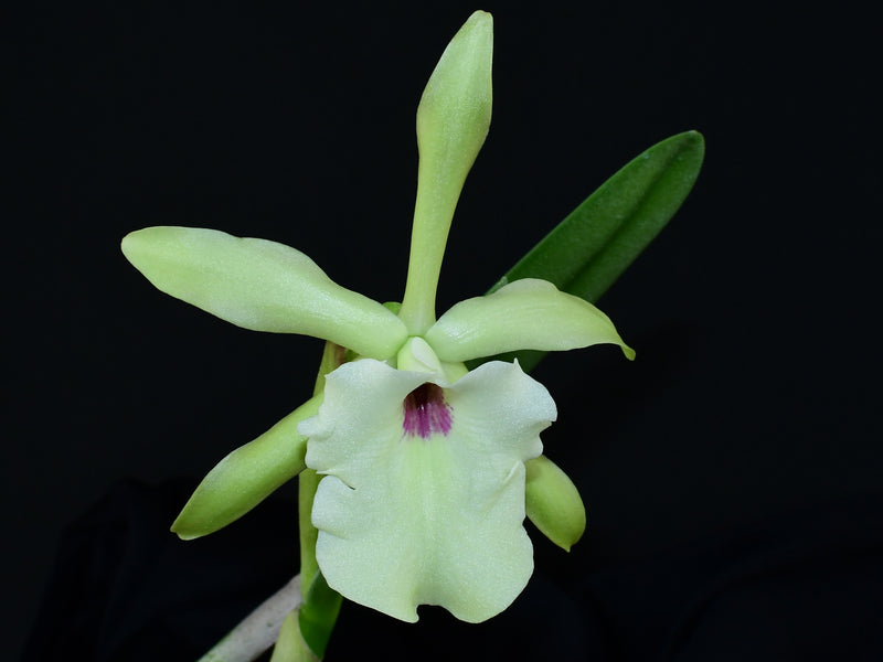 Rhyncholaelia glauca