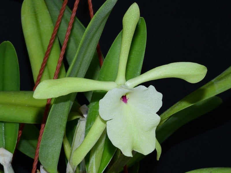 Rhyncholaelia glauca (10 cm Ampeltopf)