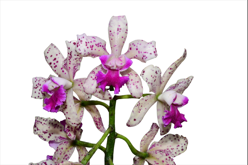 Rhyncholaeliocattleya Pauwela Charm