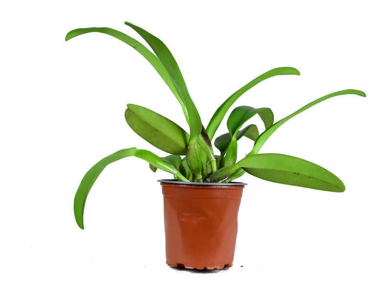 Rhyncholaeliocattleya Andacocha 4N