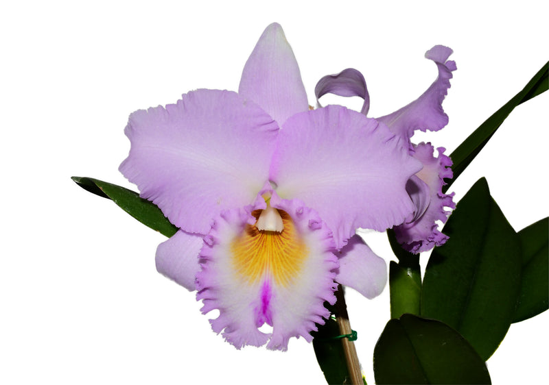 Rhyncholaeliocattleya Carioca Girl