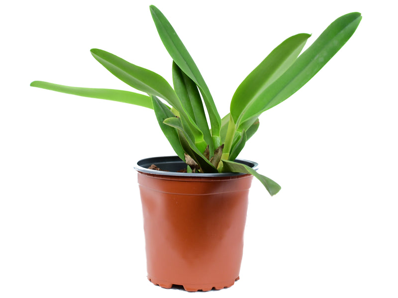 Rhyncholaeliocattleya Ecuagenera Gold