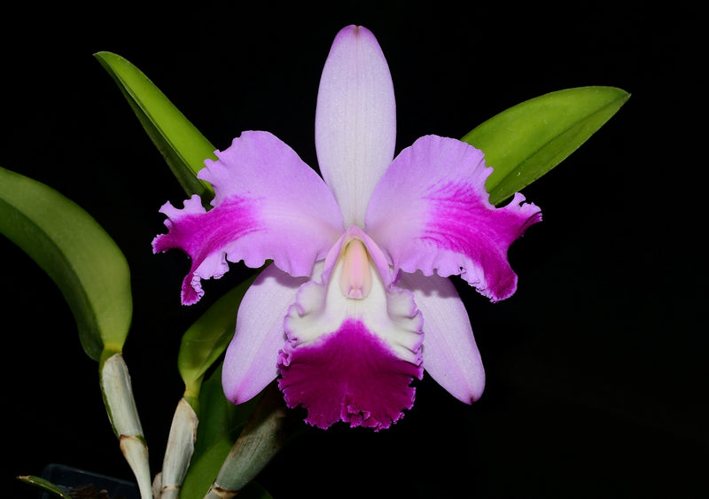 Rhyncholaeliocattleya Guillermo Lasso
