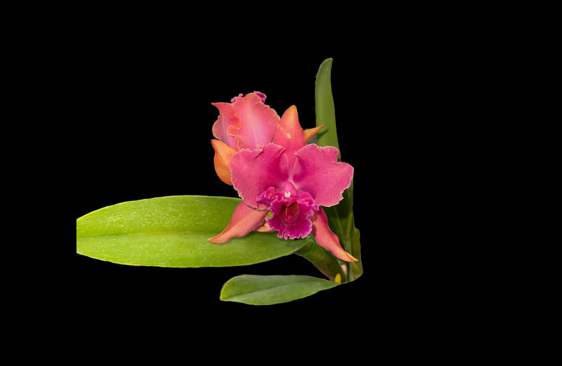 Rhyncholaeliocattleya Joya Rosada
