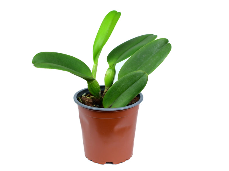 Rhyncholaeliocattleya Manabi